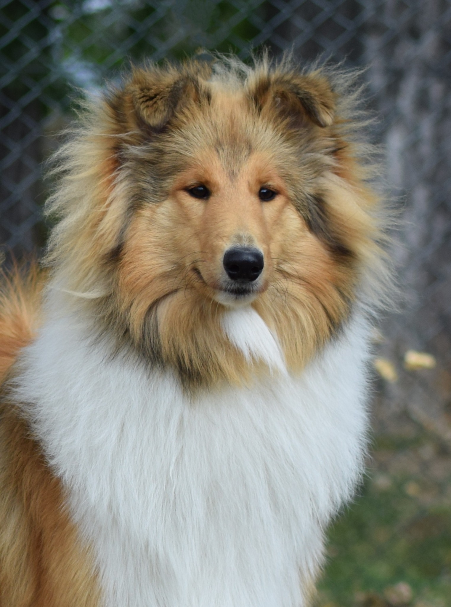 lassie hlava stene